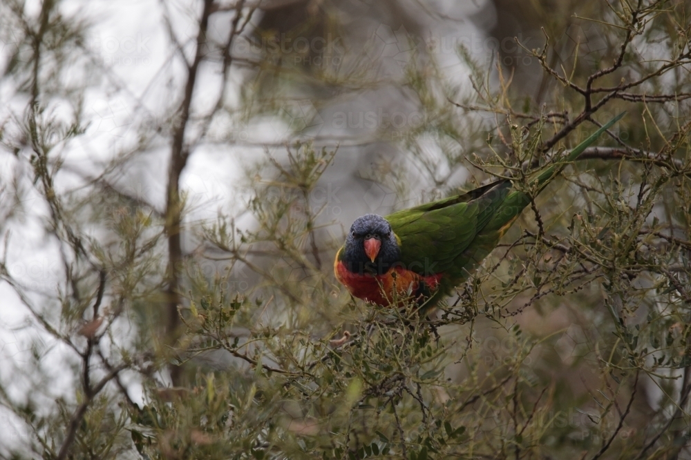 Lone lorikeet perched in a thin-branched tree - Australian Stock Image