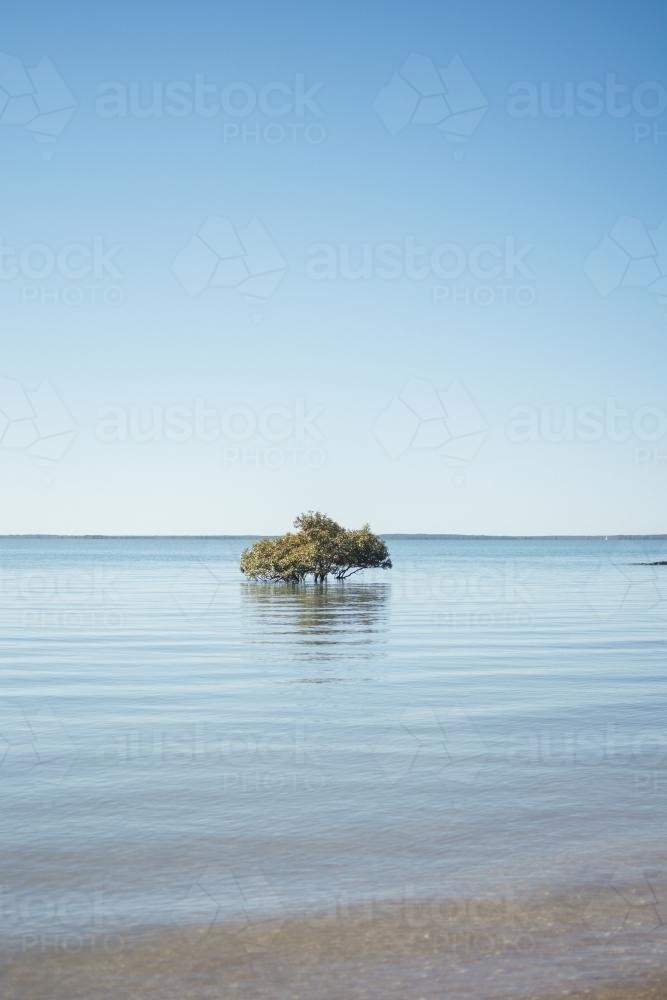 Lone mangrove tree in high tide - Australian Stock Image