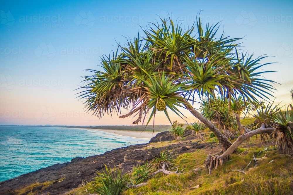 Lone palm tree on coastline just after sunset. - Australian Stock Image