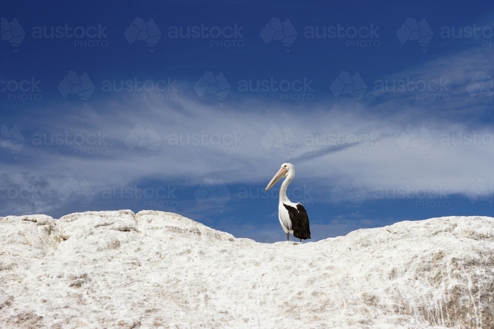 Lone pelican sitting on top of white rocks - Australian Stock Image