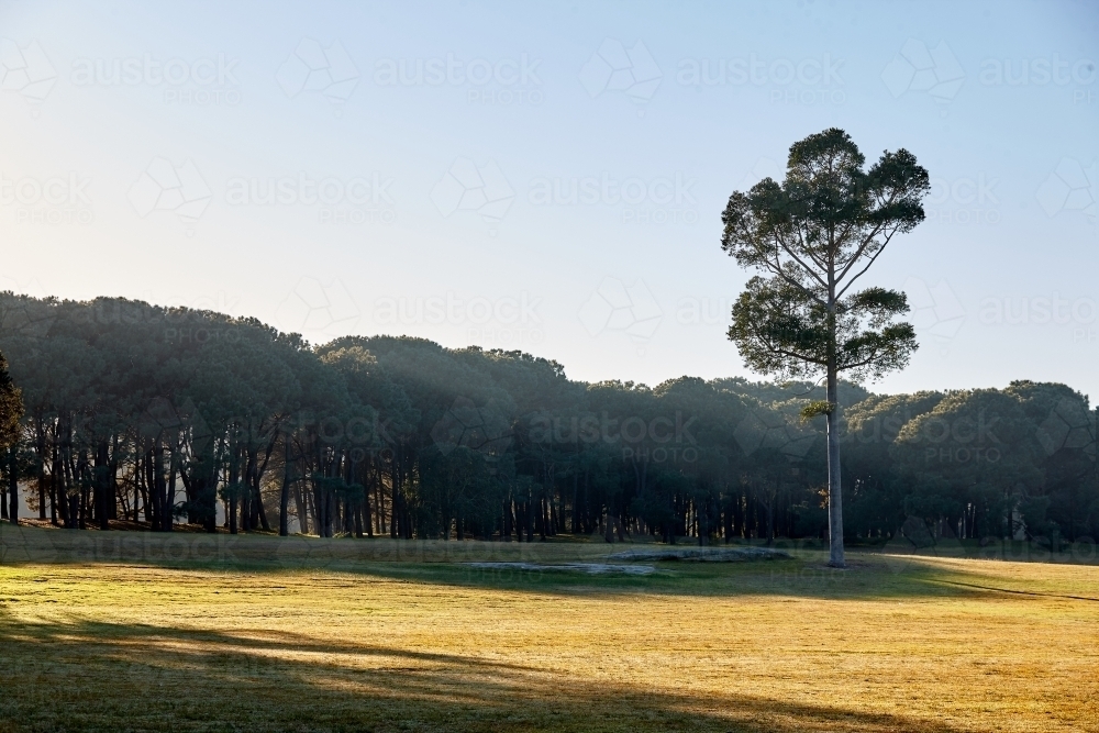 Lone pine tree at the edge of a forest - Australian Stock Image