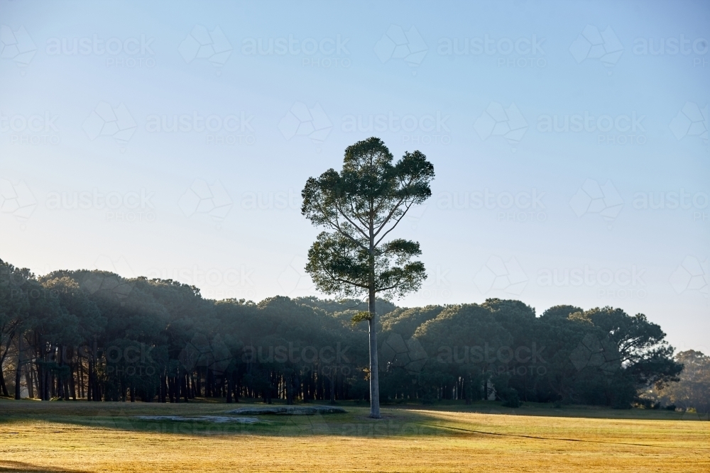 Lone pine tree at the edge of a forest - Australian Stock Image