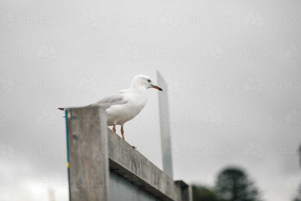 Lone seagull sitting on fence by the sea - Australian Stock Image