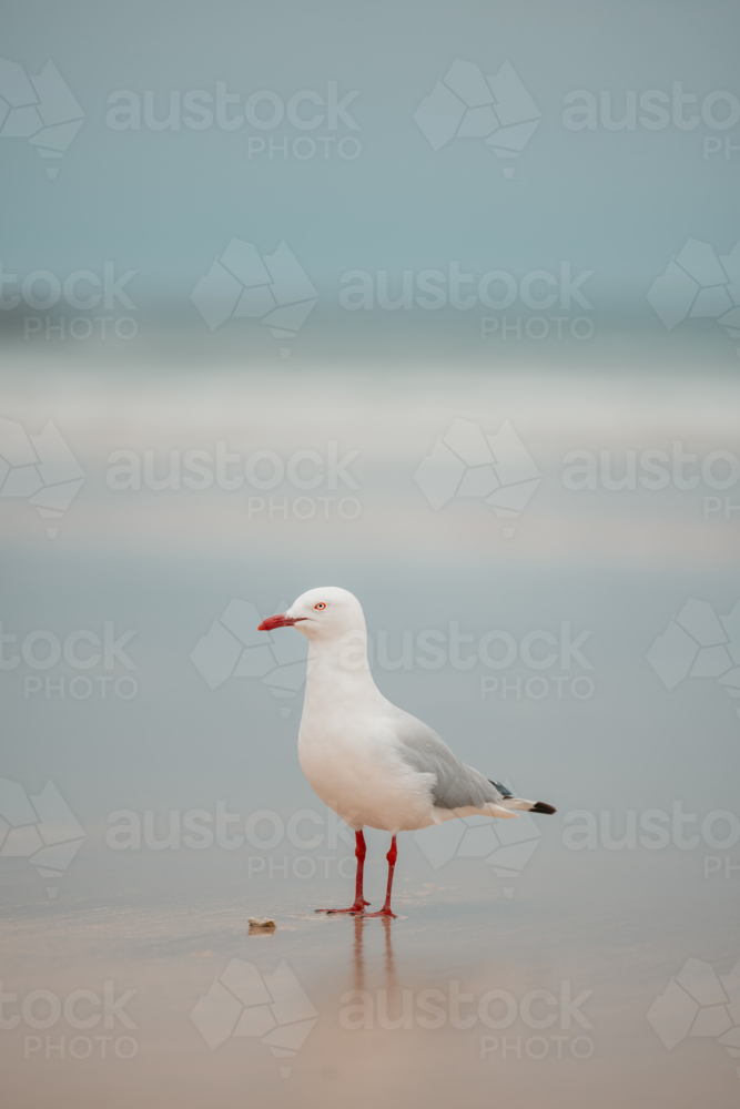 Lone seagull standing on wet sand on the beach at low tide with copy space - Australian Stock Image