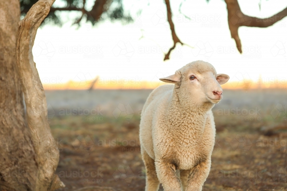 Image of Lone sheep standing under tree in dry bush setting - Austockphoto