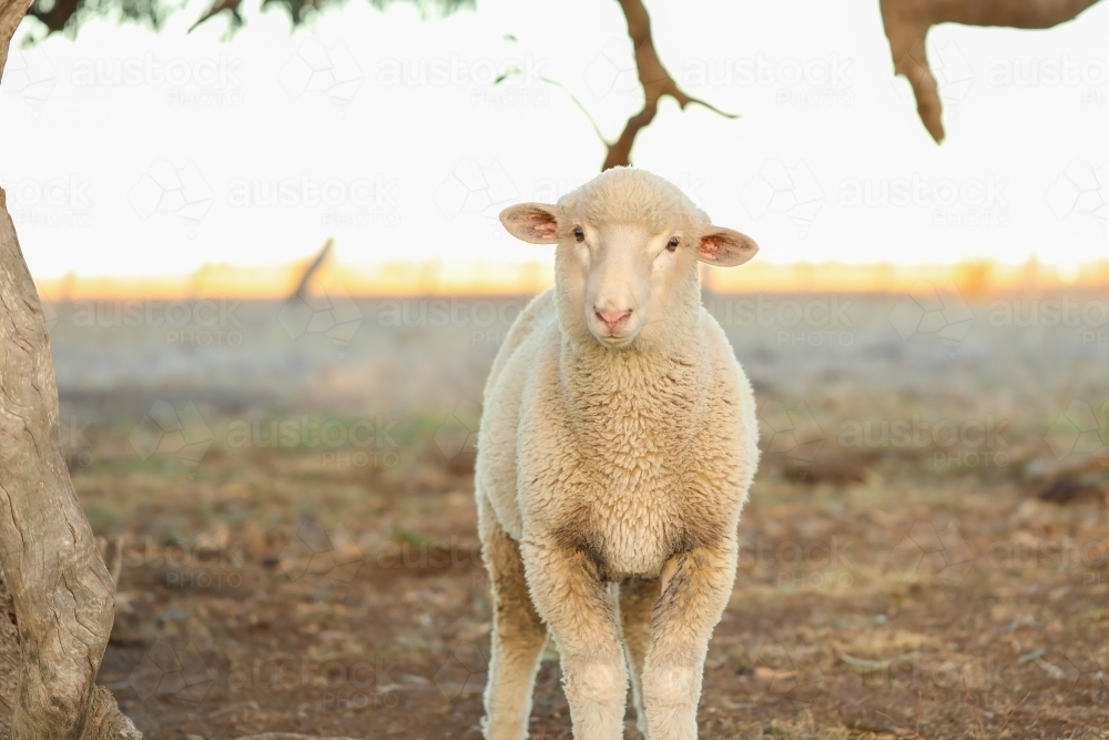 Image of Lone sheep standing under tree in dry bush setting - Austockphoto