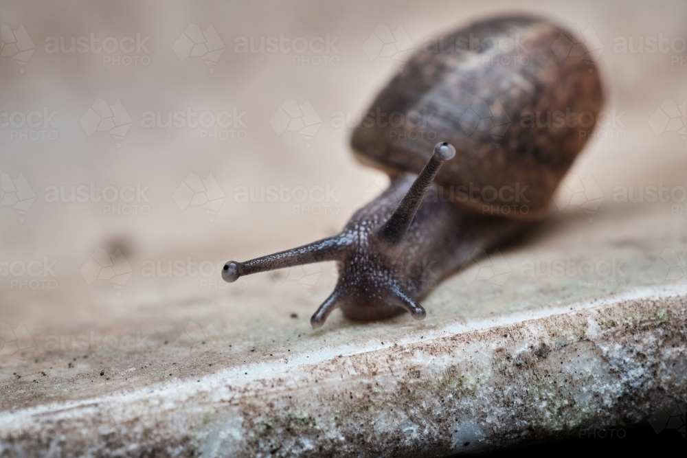 Lone Snail crawling on a flat rock surface - Australian Stock Image