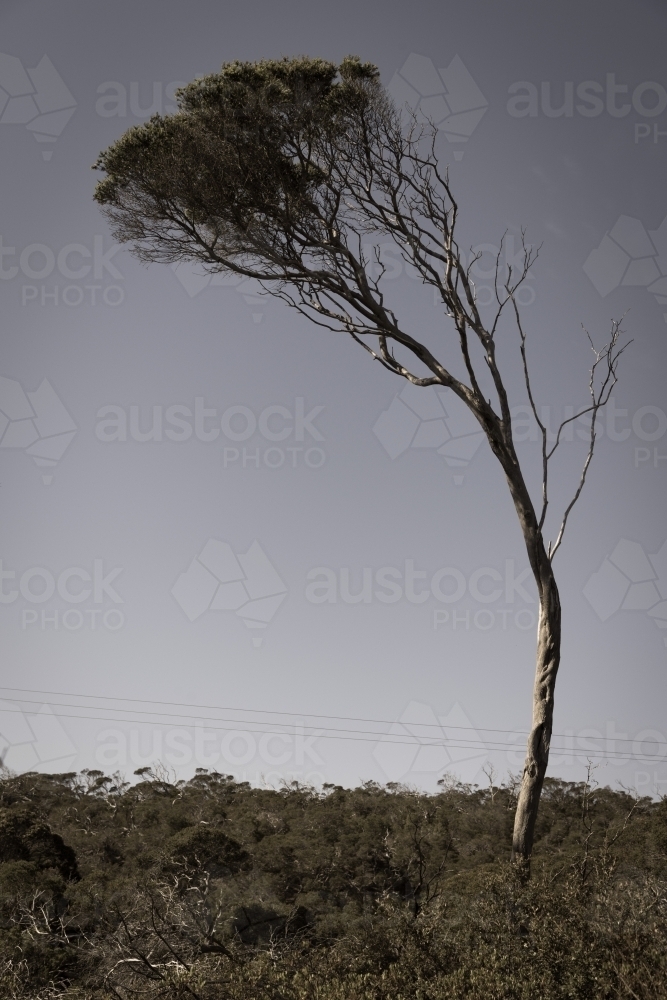 Lone tea tree shaped by the wind - Australian Stock Image