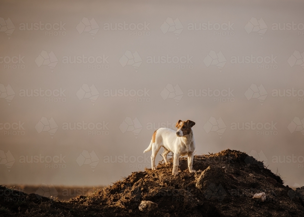 Lone terrier on dirt mound - Australian Stock Image