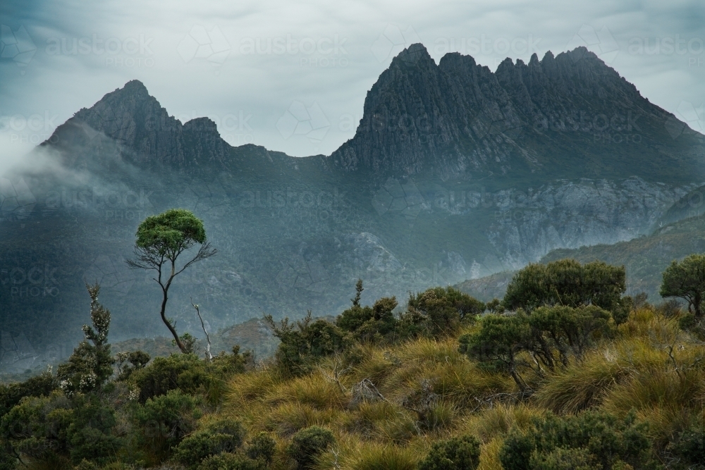 Lone Tree in front of Smithies Peak, Cradle Mountain - Australian Stock Image