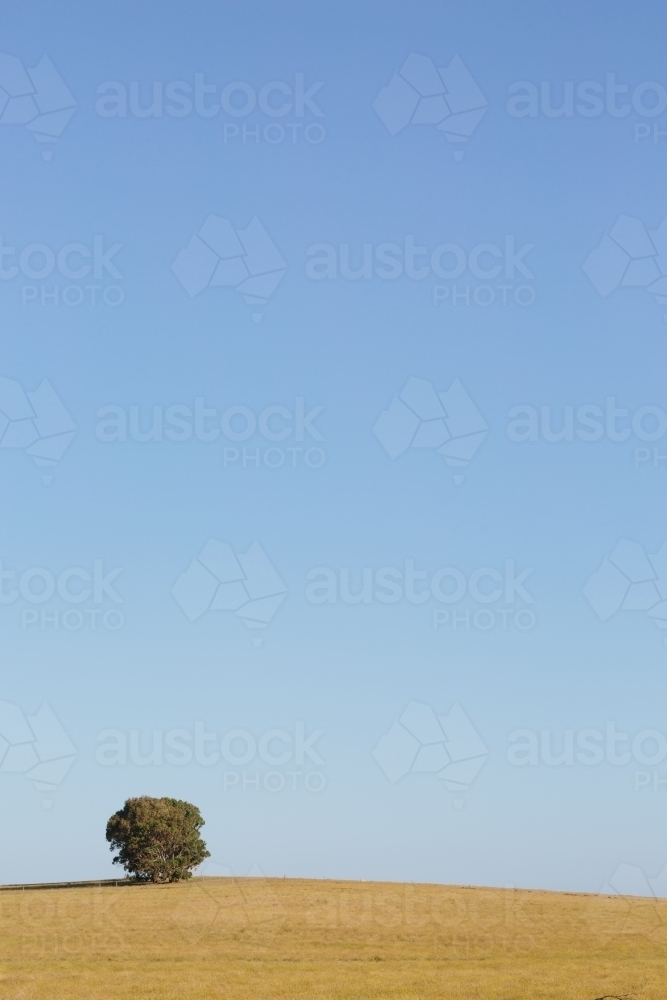Lone tree in grassy paddock - Australian Stock Image