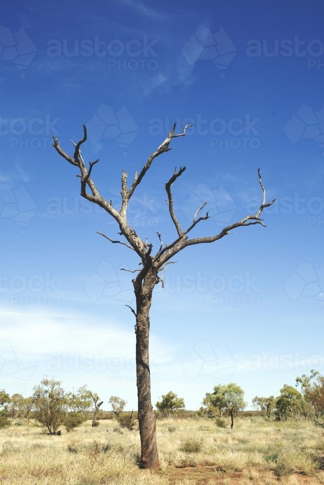 Lone Tree on sunny day at Uluru-Kata Tjuta National Park - Australian Stock Image