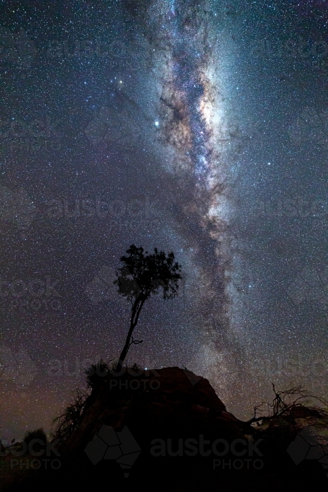 Lone tree silhouette bristling in the cool night breeze across an arid landscape under a milky way - Australian Stock Image