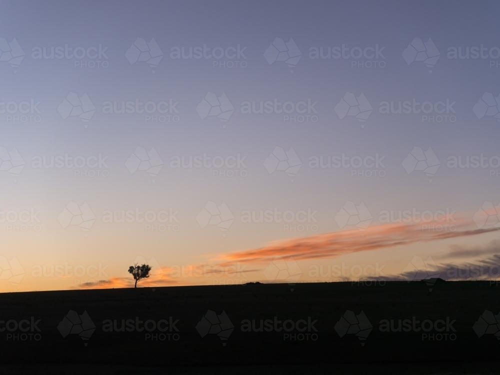 Lone tree silhouetted against dusk sky with little cloud - Australian Stock Image