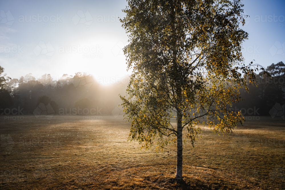 Lone tree standing in a misty ground in early morning - Australian Stock Image