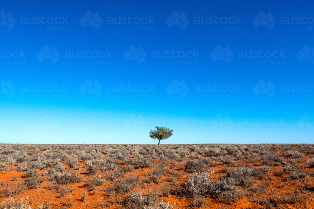 Image of Lone tree standing in a vast arid plain under a cloudless blue ...