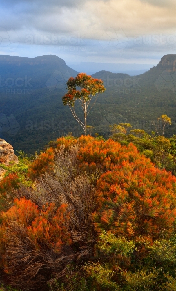 Lone tree stands tall among the cliffs of Katoomba - Australian Stock Image