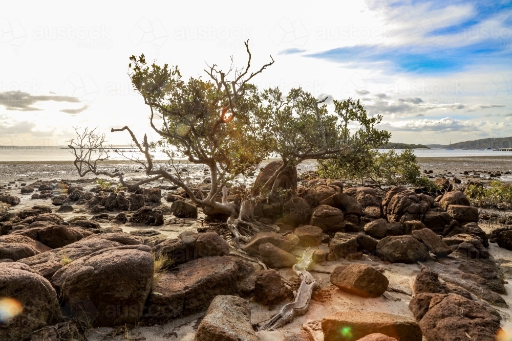 Lone tree surrounded by rocky coastline at low tide - Australian Stock Image