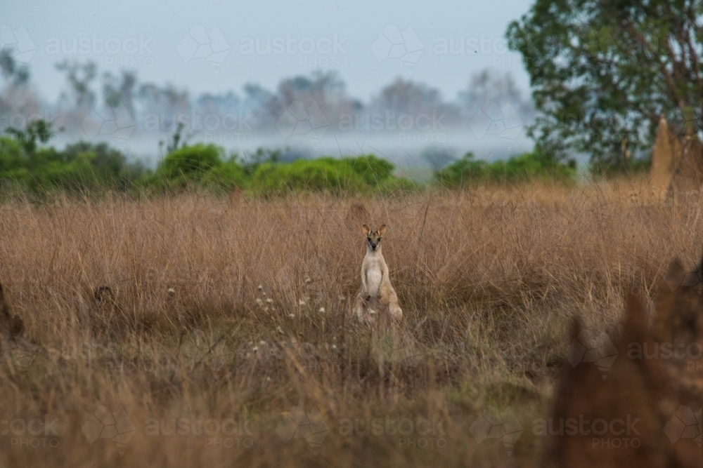 Lone wallaby standing in tall brown grass - Australian Stock Image