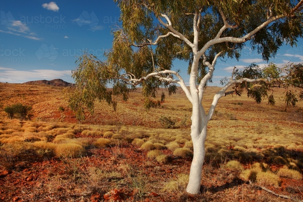 Lone white Ghost Gum tree in the outback - Australian Stock Image