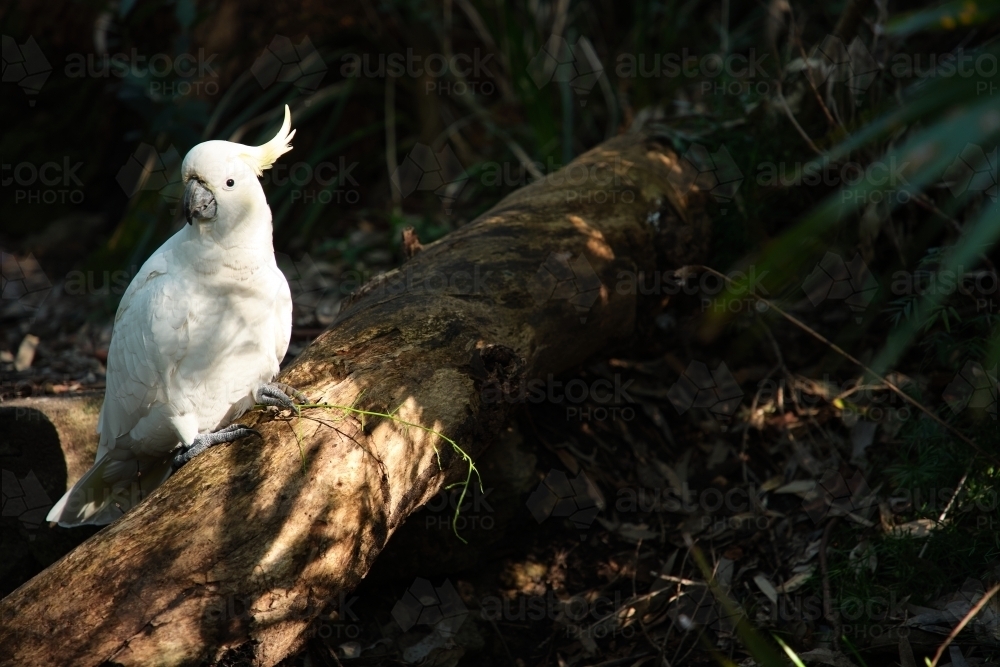 Lone yellow-crested cockatoo perched on forest floor - Australian Stock Image