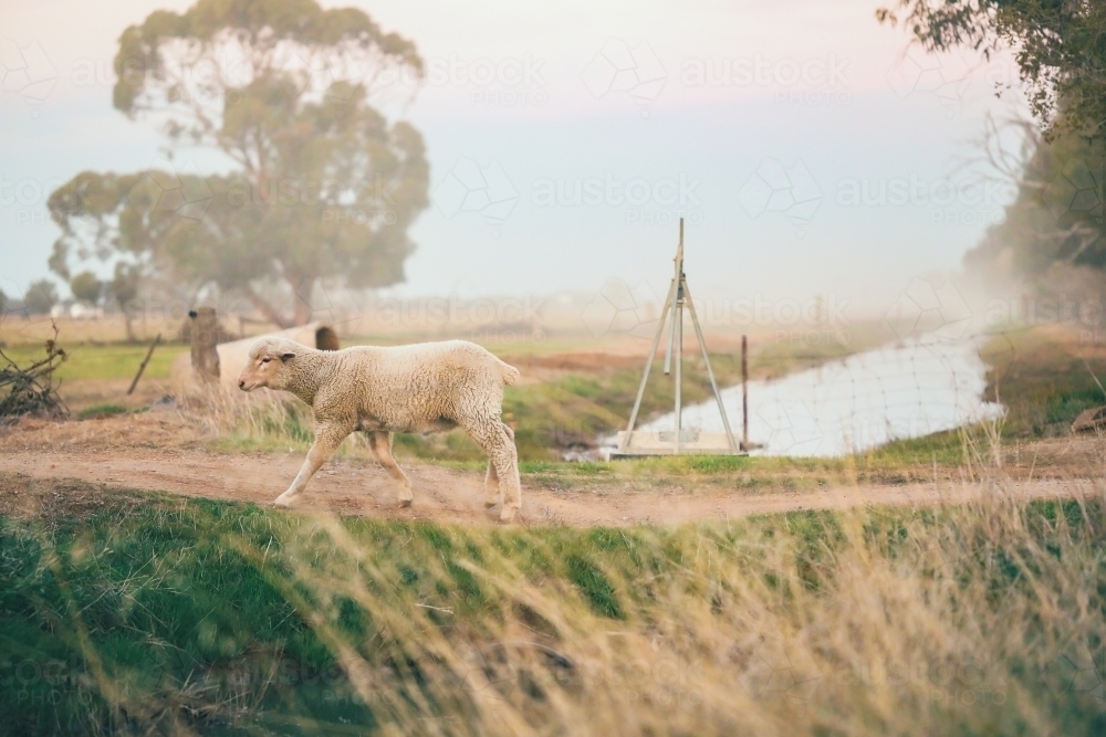 Lone young sheep walking along track on farm - Australian Stock Image