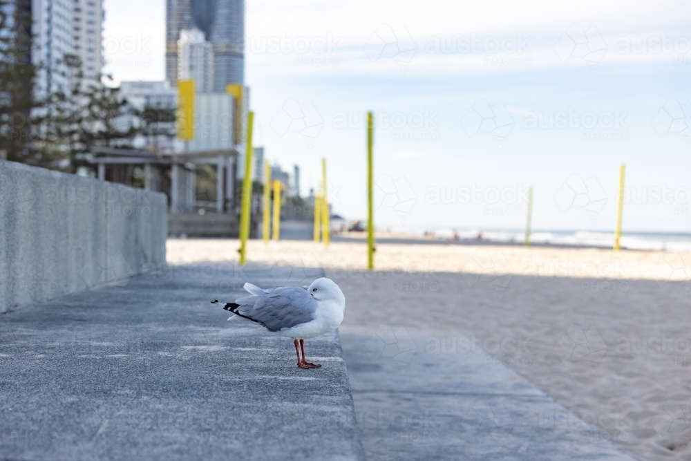 Lonely seagull relaxing at Surfers Paradise on the Gold Coast - Australian Stock Image