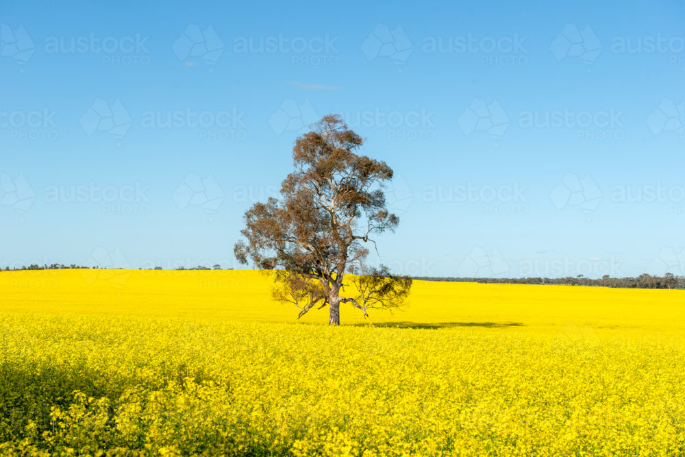 Lonely tree in a paddock of yellow canola under a clear blue sky - Australian Stock Image