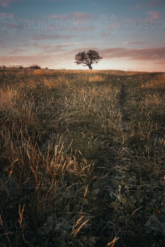 Lonely Tree in an Ethereal Field at Sunrise - Australian Stock Image