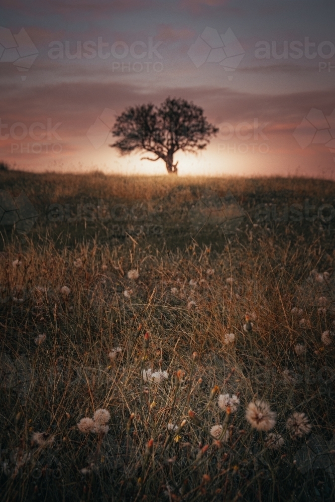 Lonely Tree in an Ethereal Field at Sunrise - Australian Stock Image