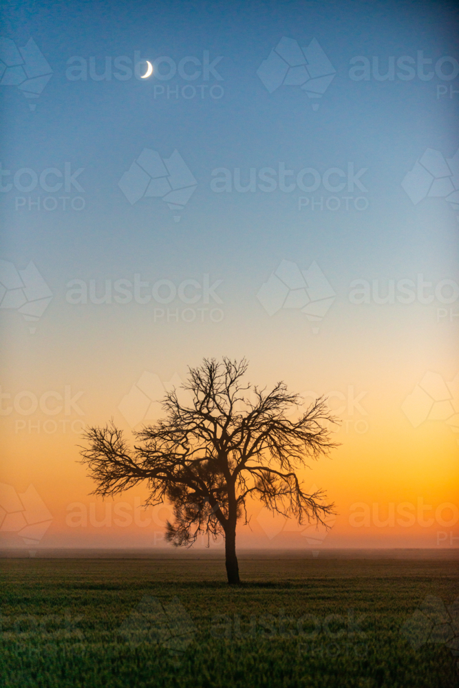 Lonely tree under crescent moon at dawn. - Australian Stock Image