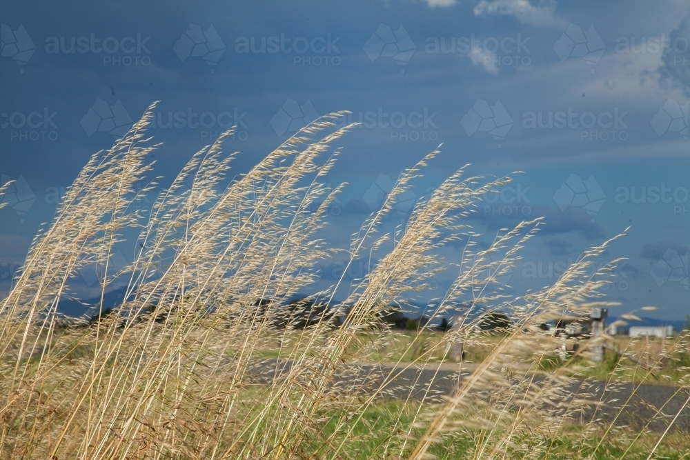 Long dry grass beside the road on a stormy day - Australian Stock Image