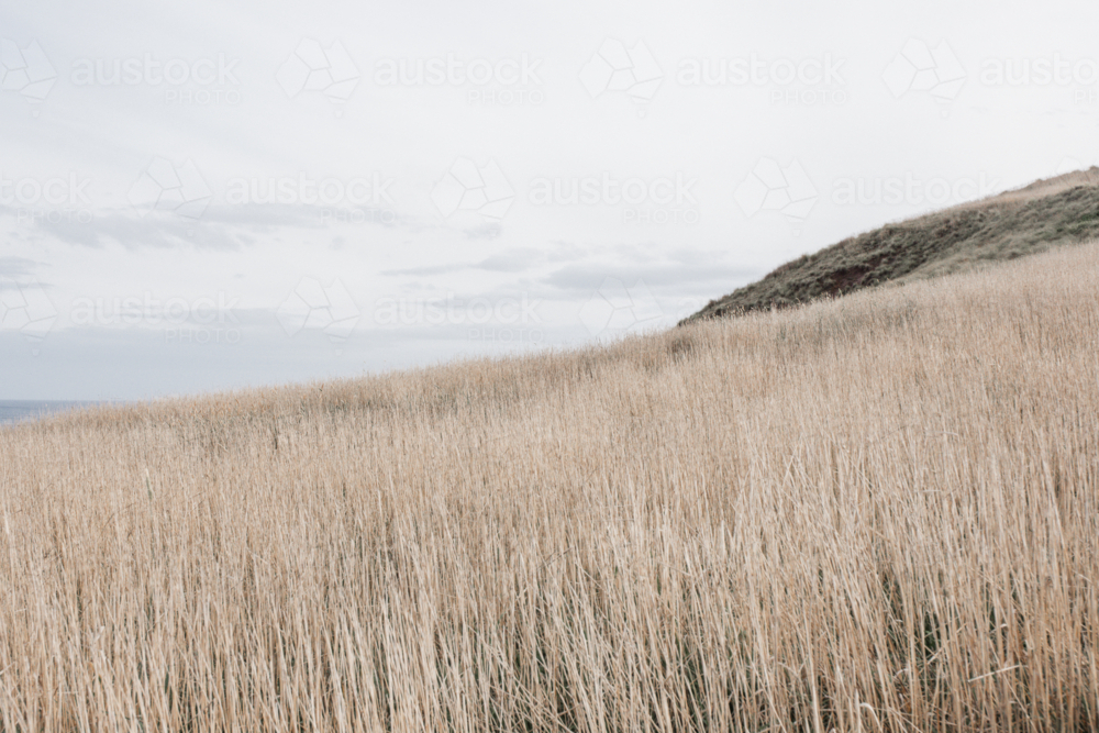 Long dry grass on edge of cliff at sunset - Australian Stock Image