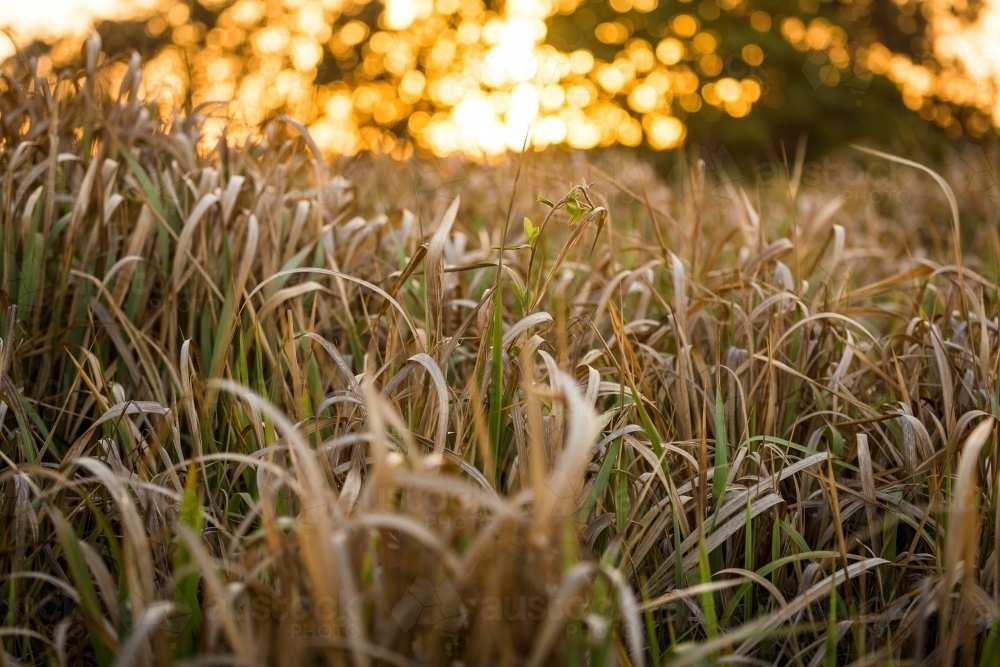 Long grass at sunset - Australian Stock Image