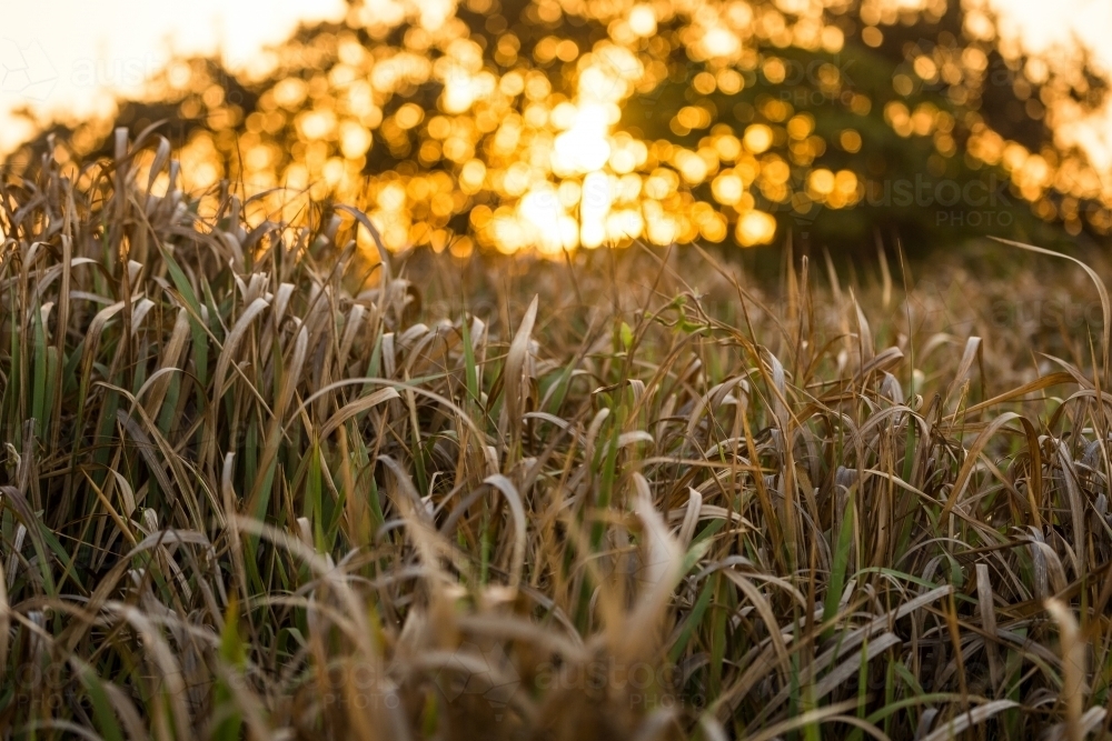 Long grass at sunset - Australian Stock Image