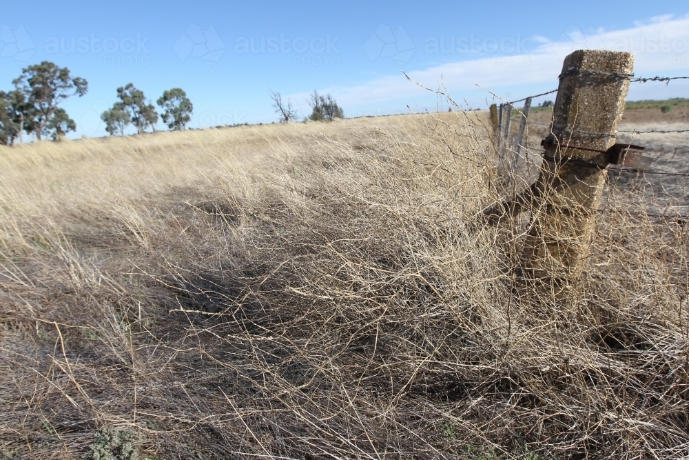 Long grass by roadside that is a fire risk - Australian Stock Image