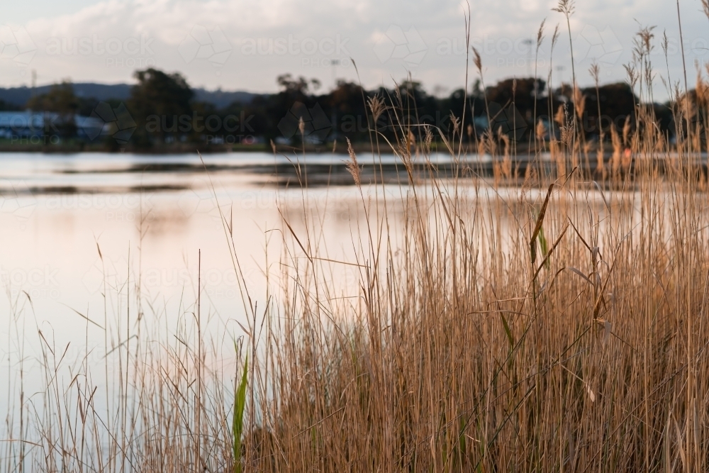 long grass by the water - Australian Stock Image