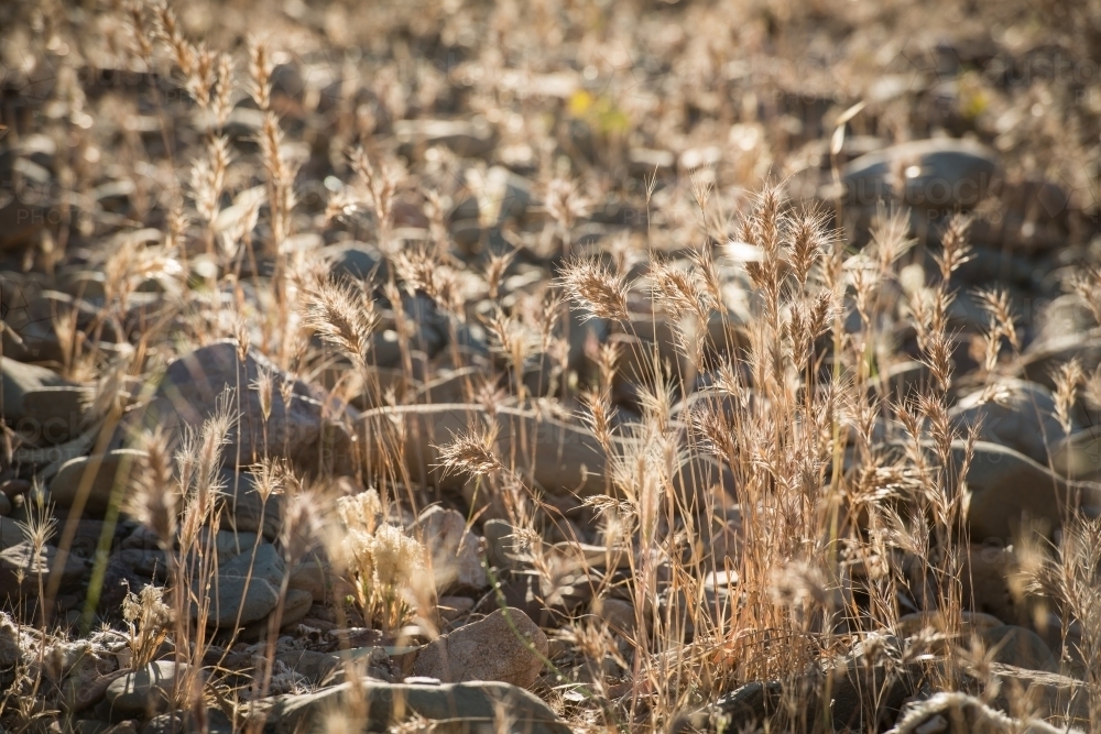 Long grass dispersed amongst rocky ground - Australian Stock Image