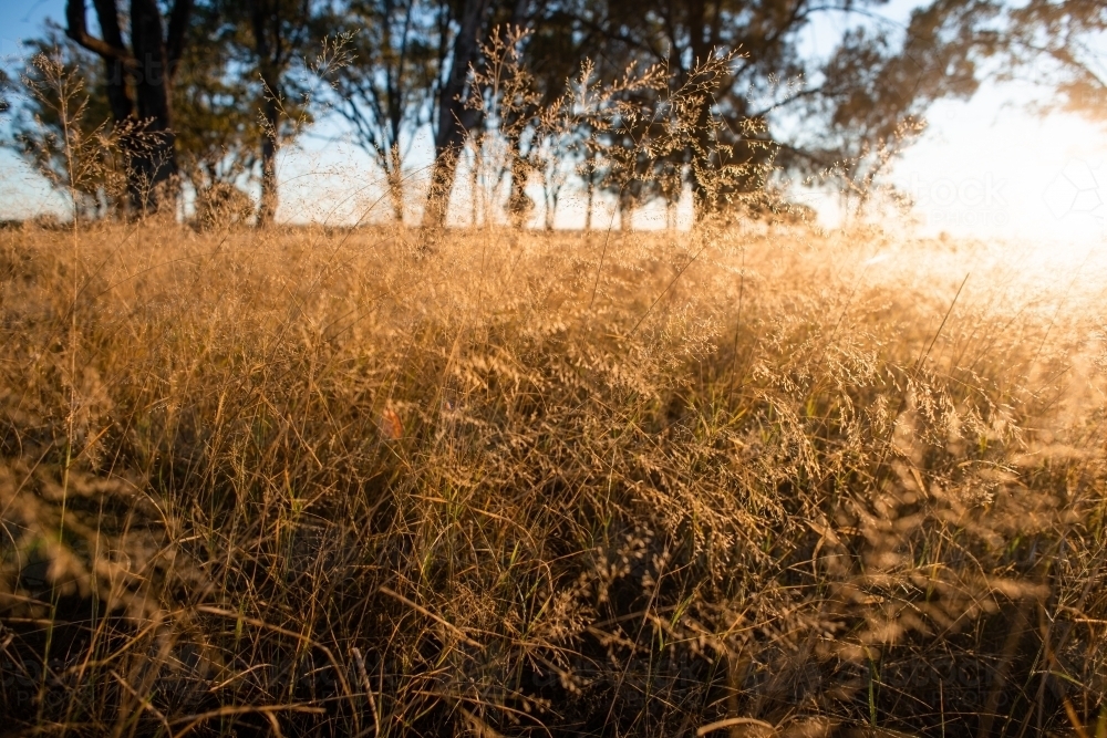 long grass in sunlight - Australian Stock Image