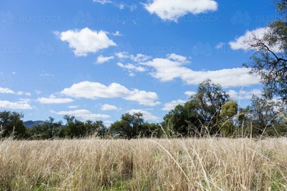 Long grass in sunlit pastoral farm paddock at midday - Australian Stock Image