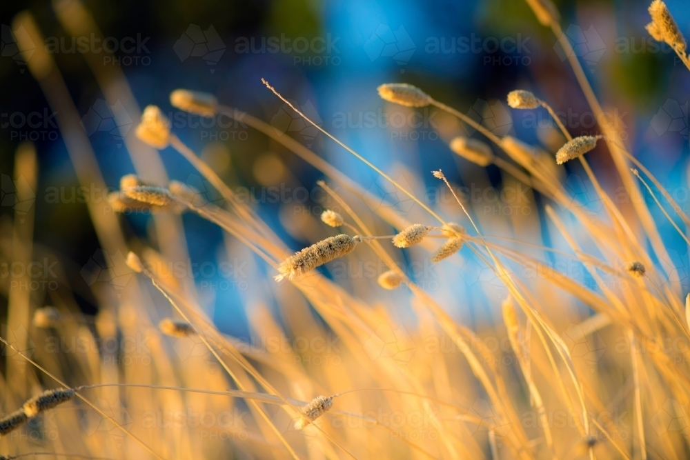 Long grass in the morning sun out in rural Australia - Australian Stock Image