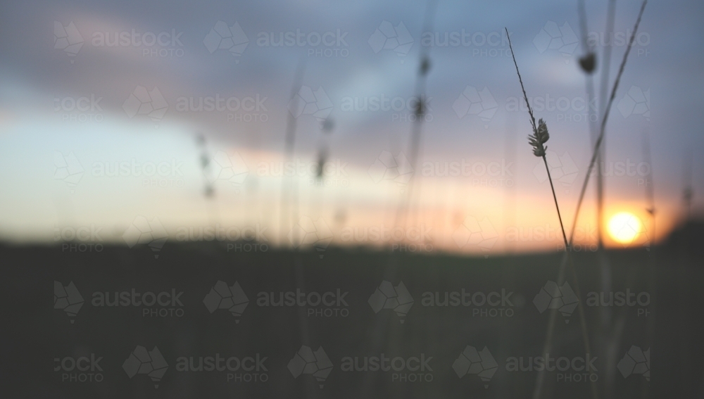 Long grass stalks with out of focus sunset background - Australian Stock Image