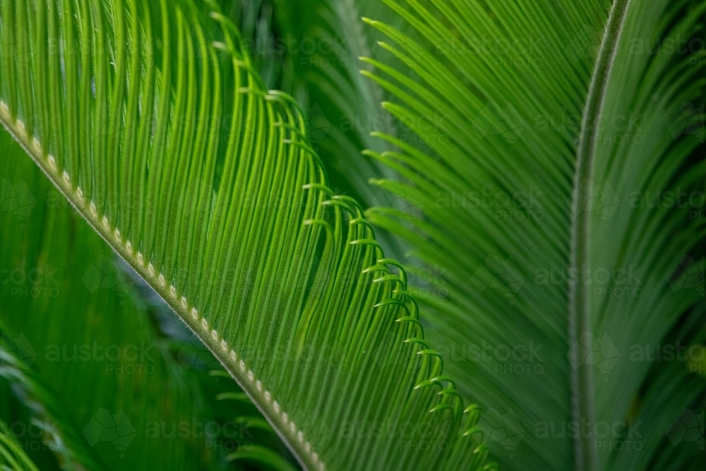 Long green cycad leaves - Australian Stock Image