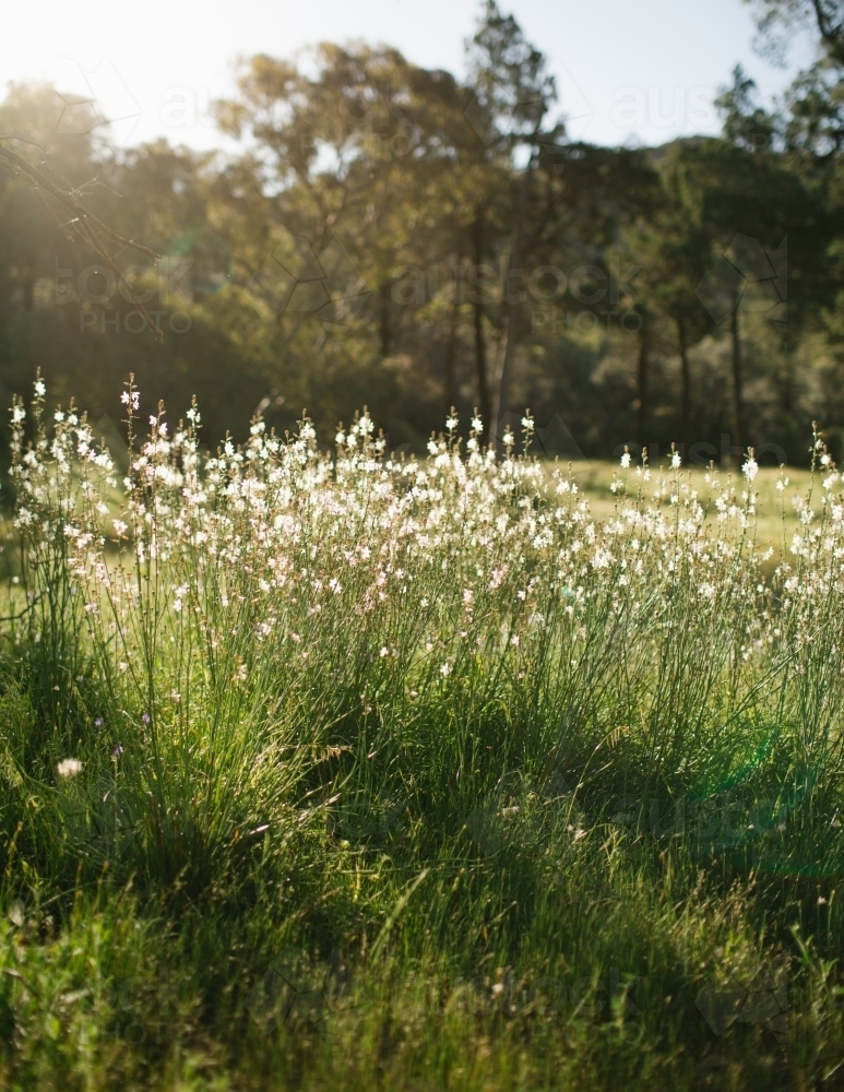 Long green grass in the afternoon light - Australian Stock Image