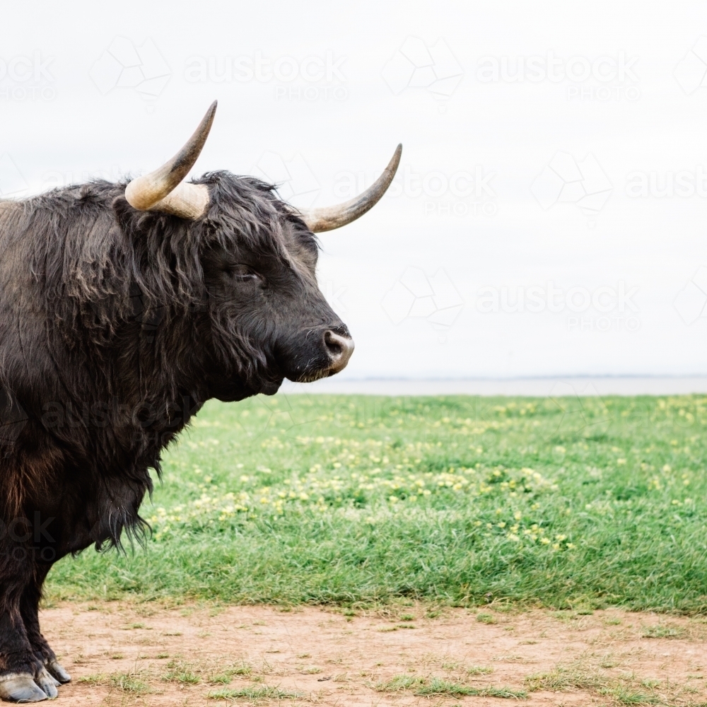 Long haired highland cattle bull at Phillip Island in Victoria - Australian Stock Image