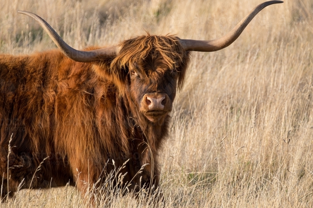 Long horned highland steer standing in the summer grass - Australian Stock Image