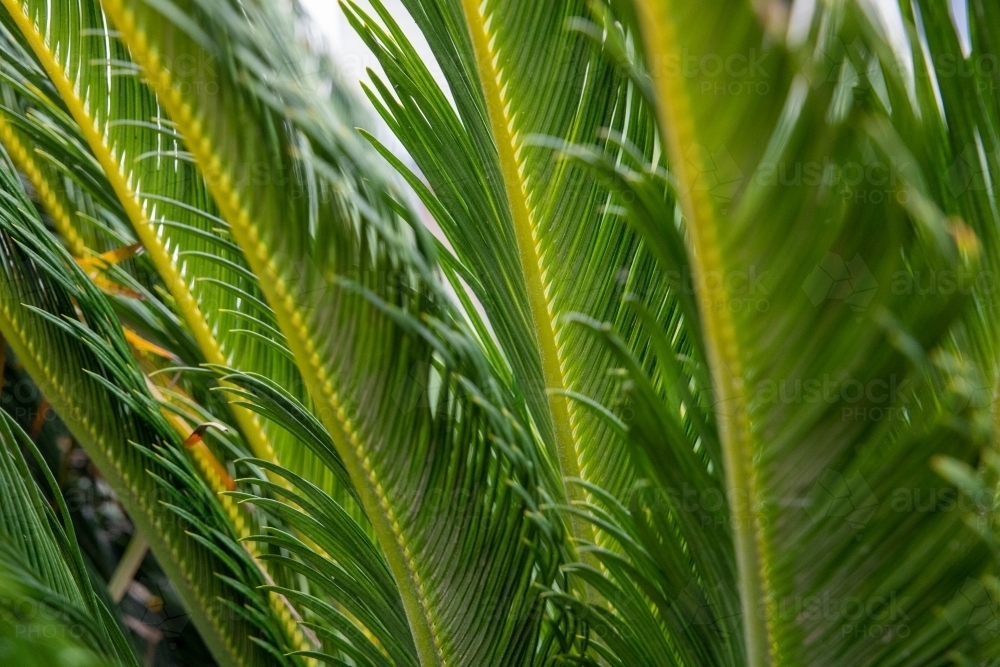 Long leaves of cycad plant - Australian Stock Image