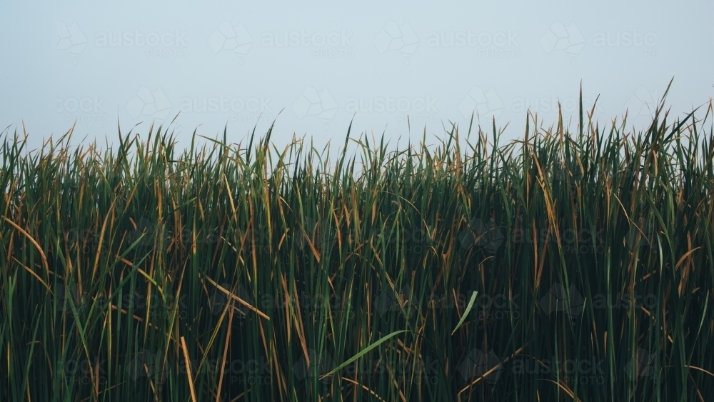 Image of Long reeds against sky - Austockphoto