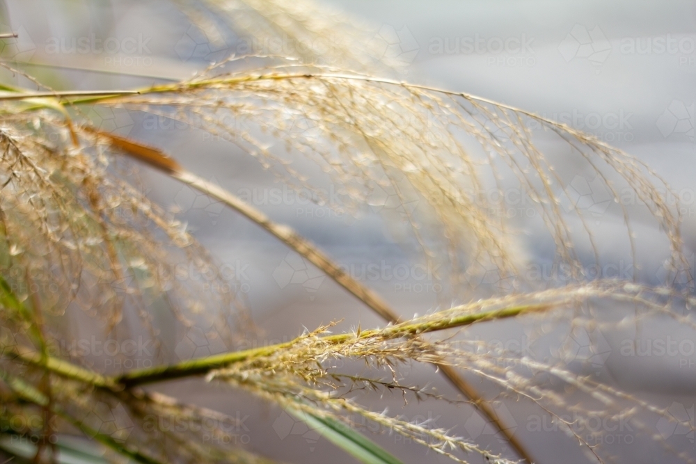 long seed head on ornamental grass - Australian Stock Image