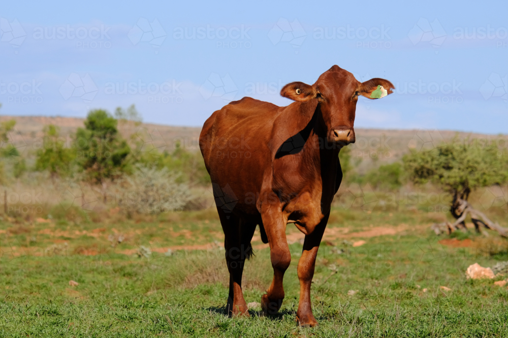 Long shot of Single Brahman beef cattle with vast paddock in background - Australian Stock Image